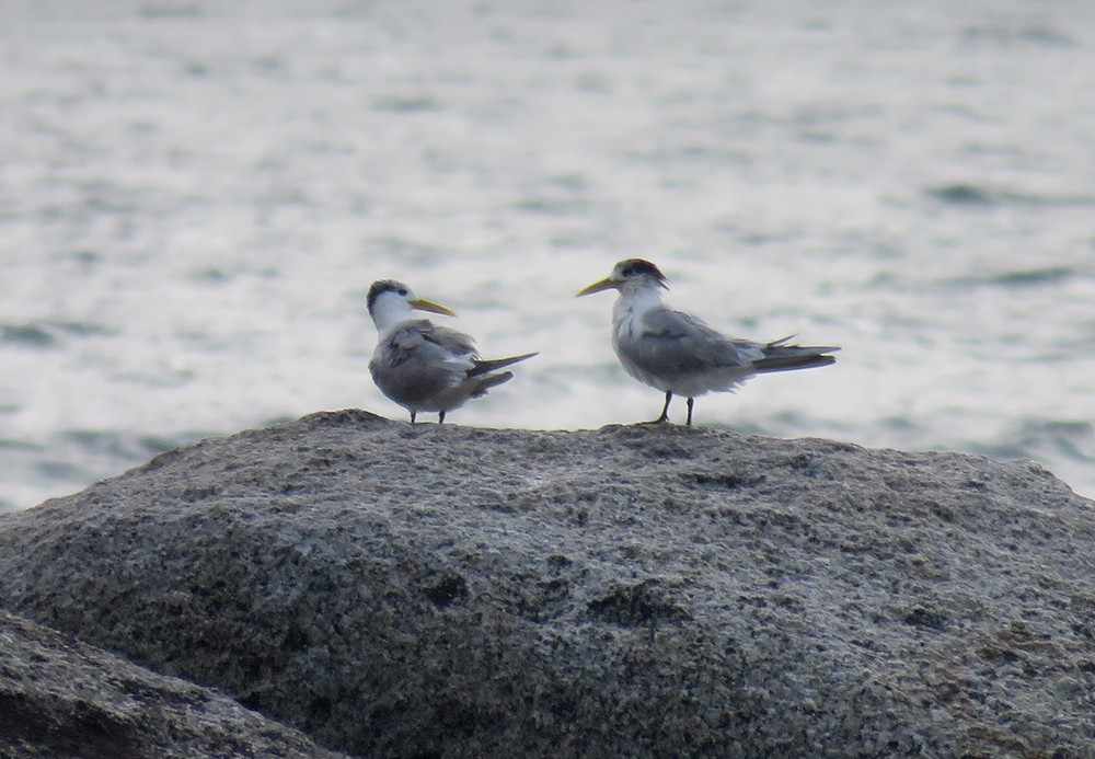 Great Crested Tern - Rohan Chakravarty