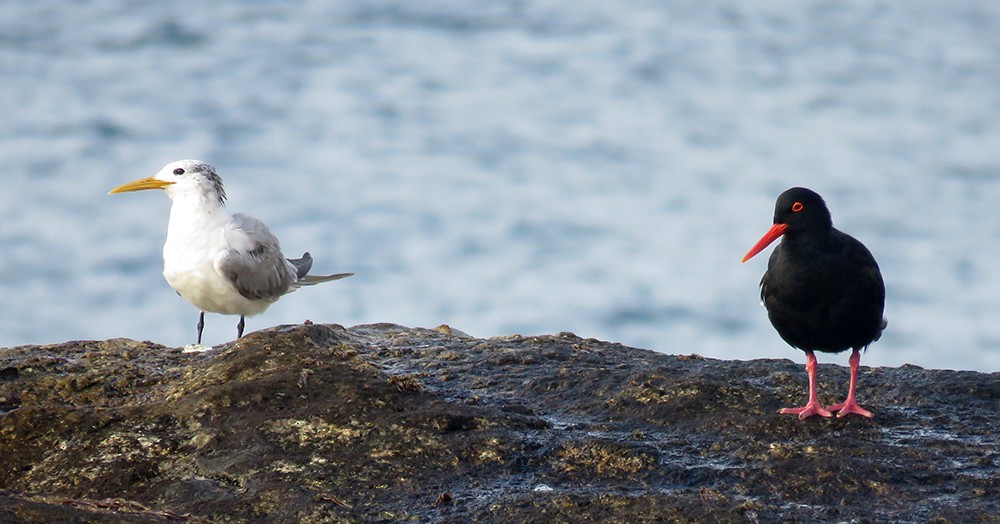 African Oystercatcher - Rohan Chakravarty