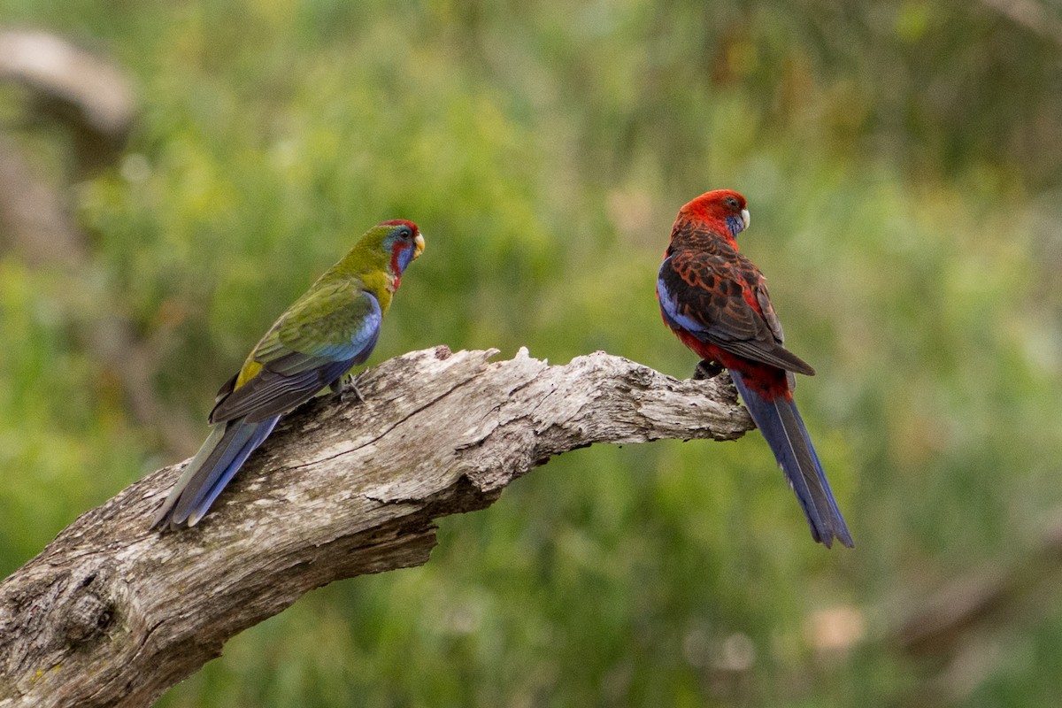 Crimson Rosella (Crimson) - ML45839101