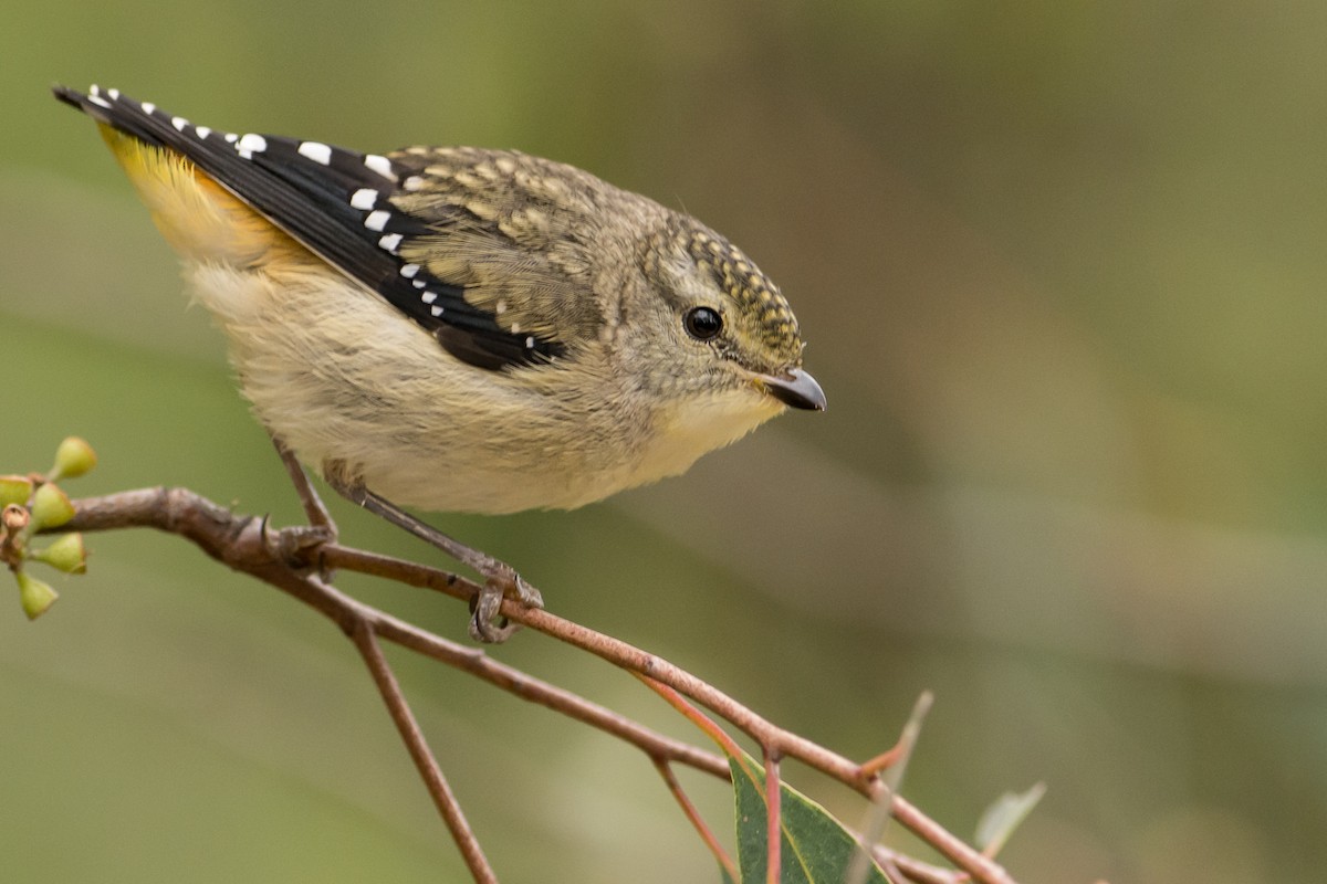 Pardalote pointillé - ML45839111