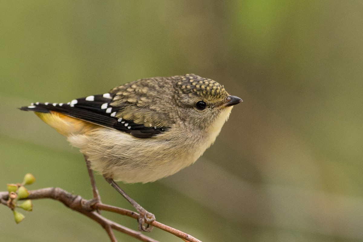 Fleckenpanthervogel - ML45839121