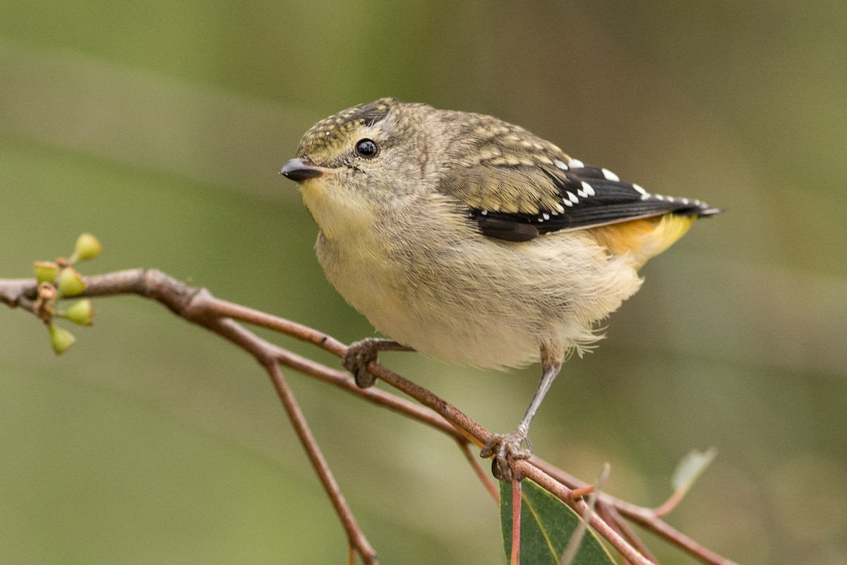 Pardalote pointillé - ML45839131