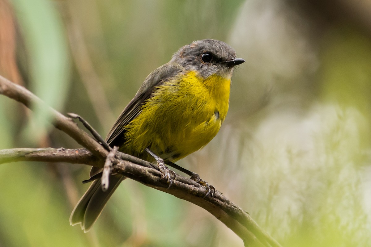 Eastern Yellow Robin - John  Van Doorn