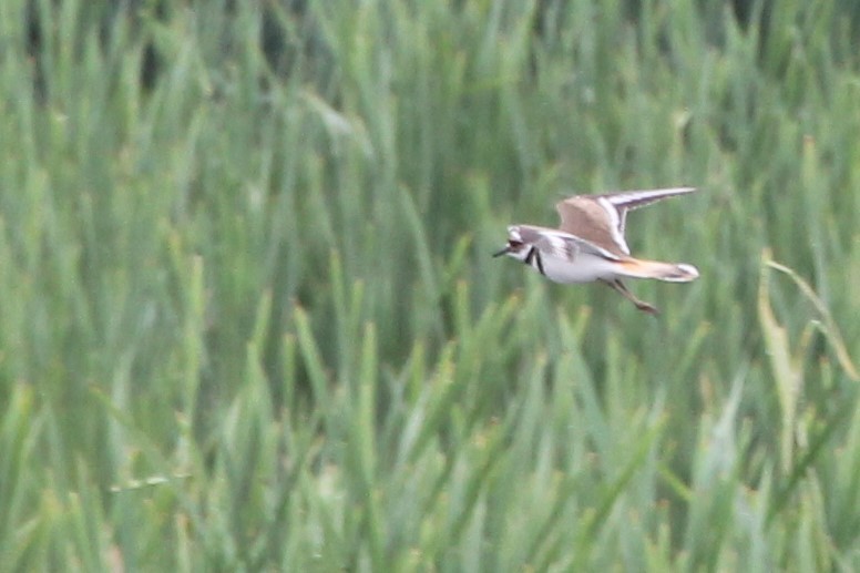 Killdeer - Martha Huestis