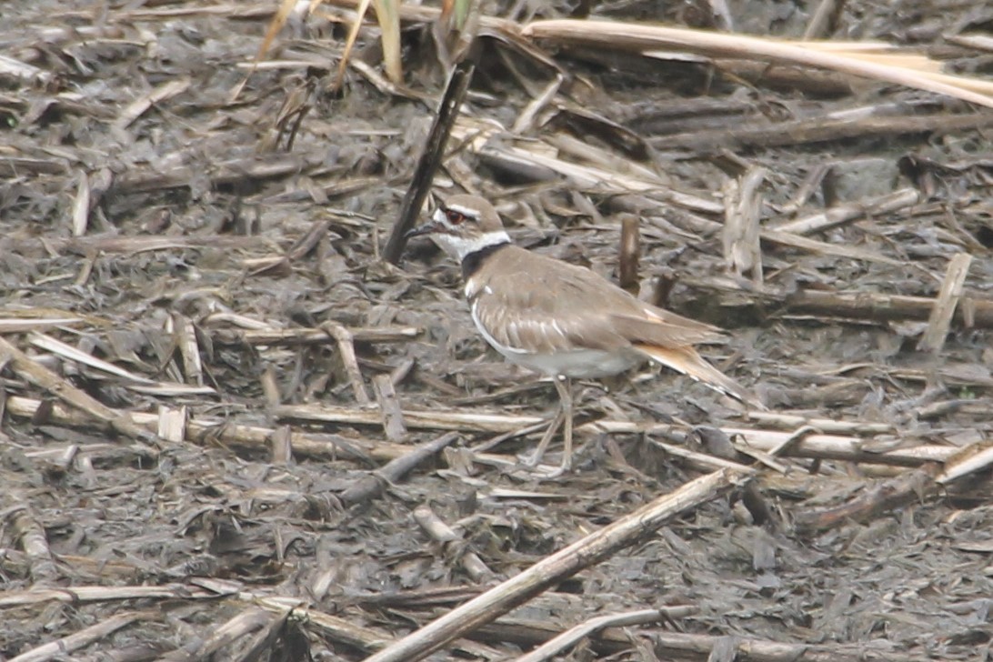 Killdeer - Martha Huestis