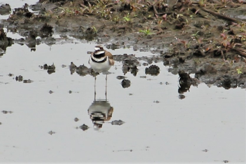 Killdeer - Martha Huestis