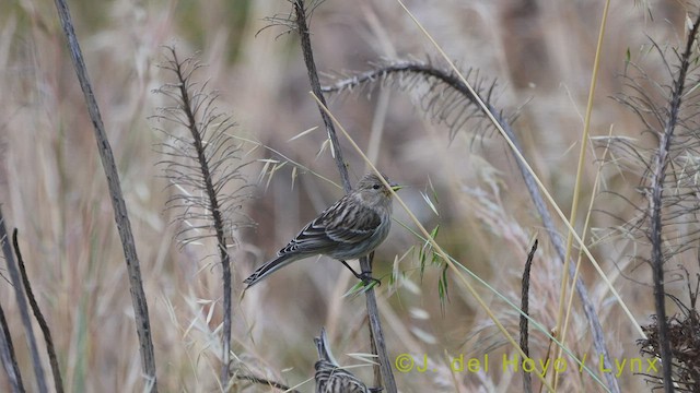 Island Canary - ML458391841