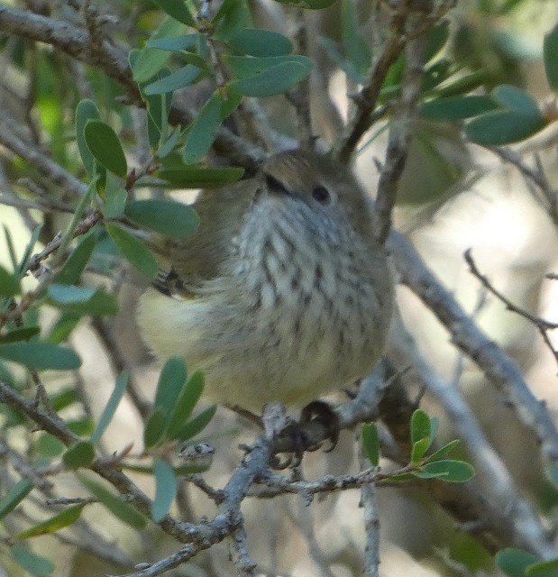 Brown Thornbill - ML458392371