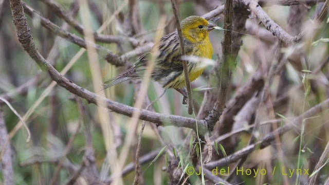 Serin des Canaries - ML458392791