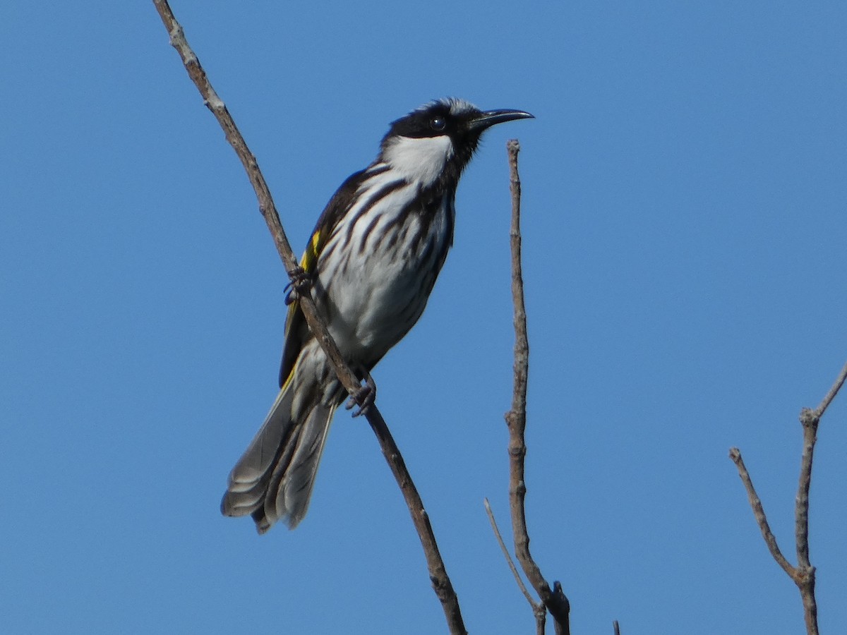 White-cheeked Honeyeater - ML458392801