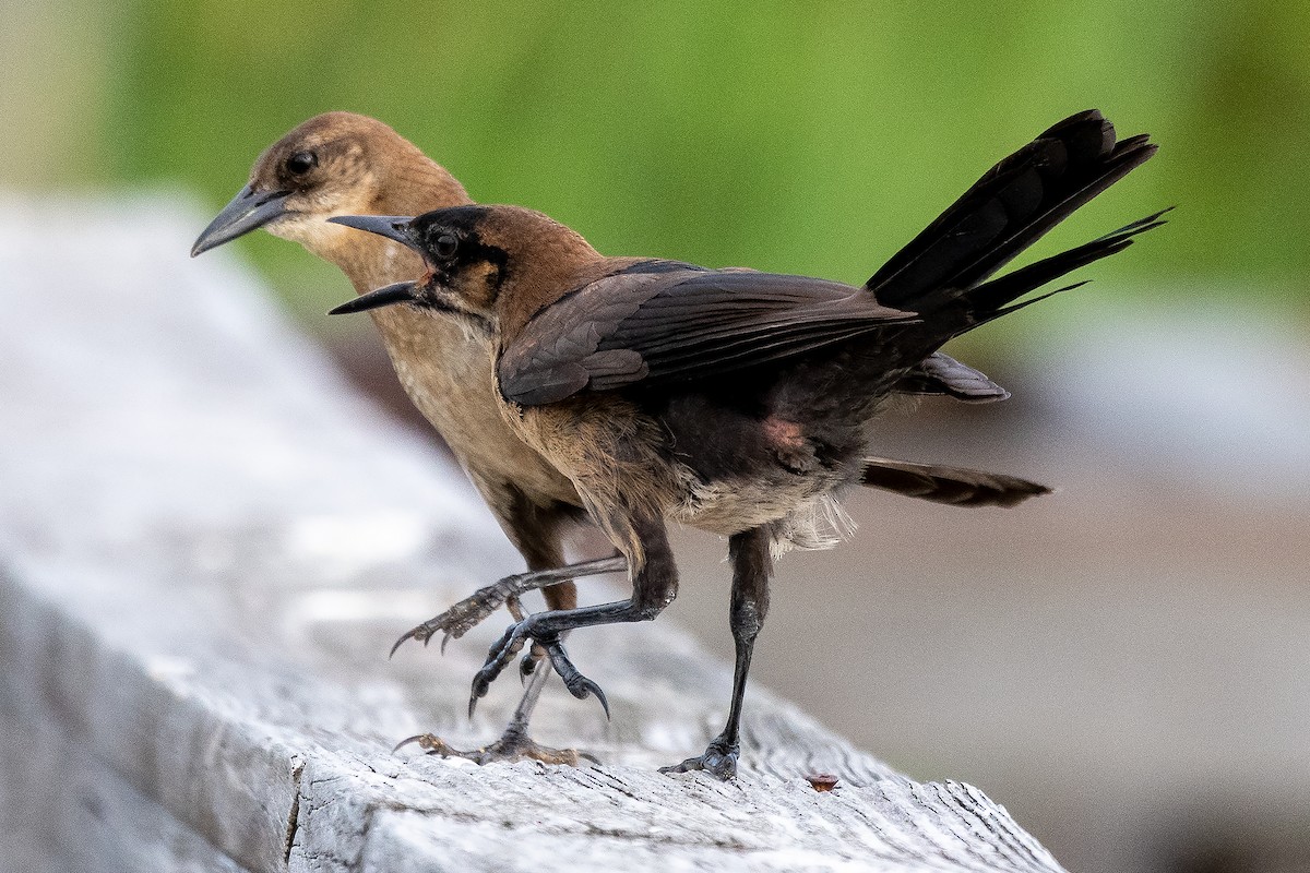 Boat-tailed Grackle - ML458392891