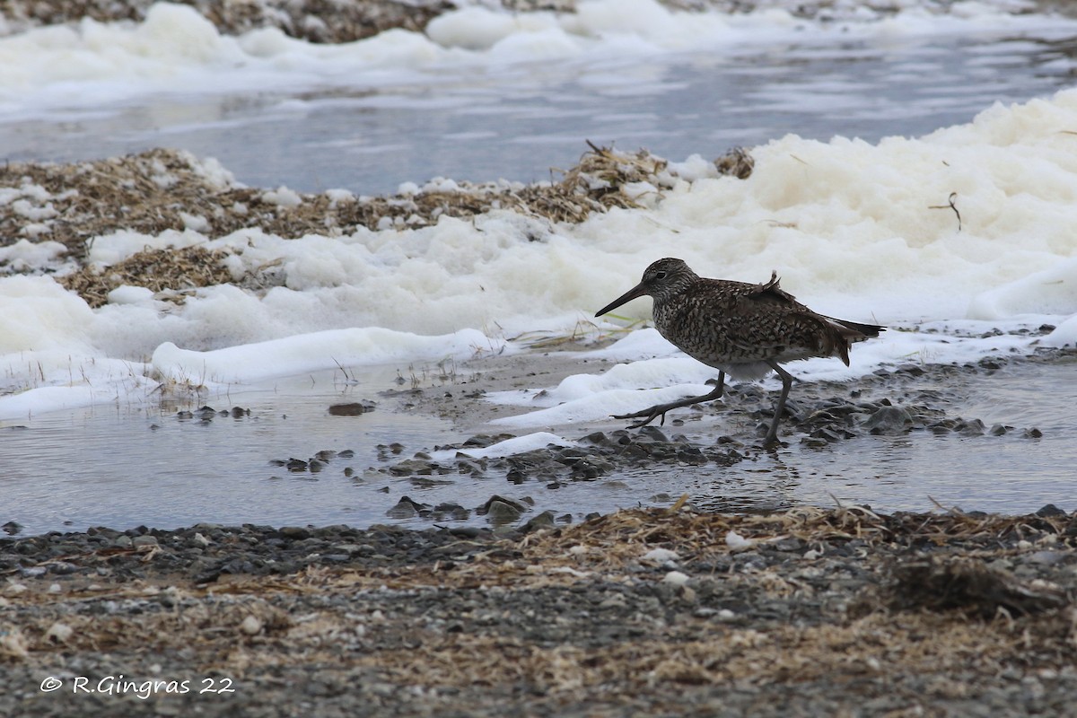 Willet - ML458395631