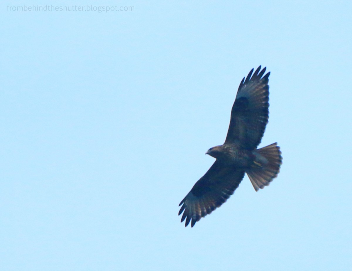 Himalayan Buzzard - ML45839651