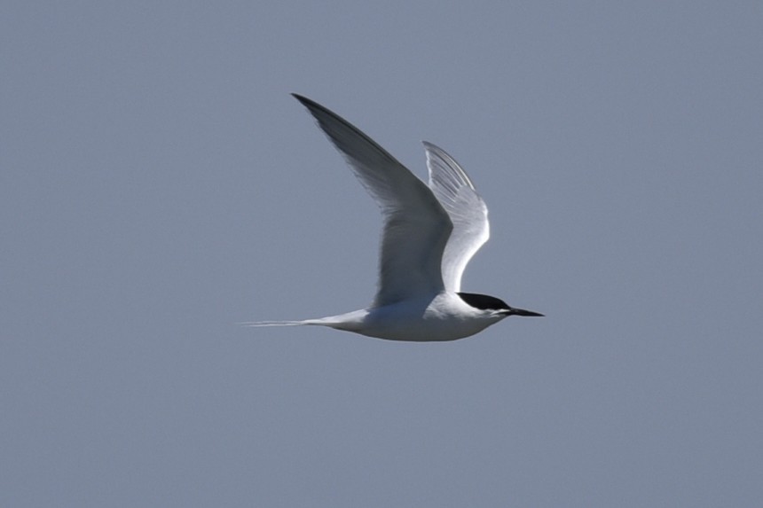 Roseate Tern - ML458396511