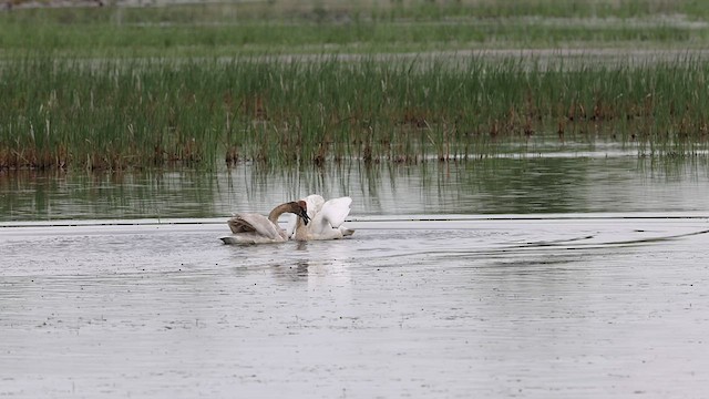 Trumpeter Swan - ML458396591