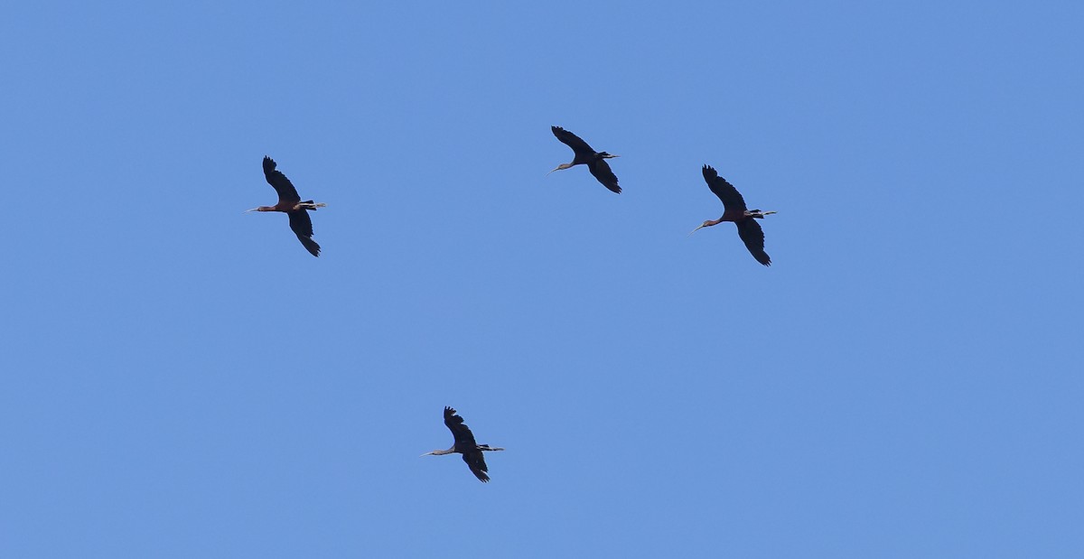 Glossy Ibis - ML458397251