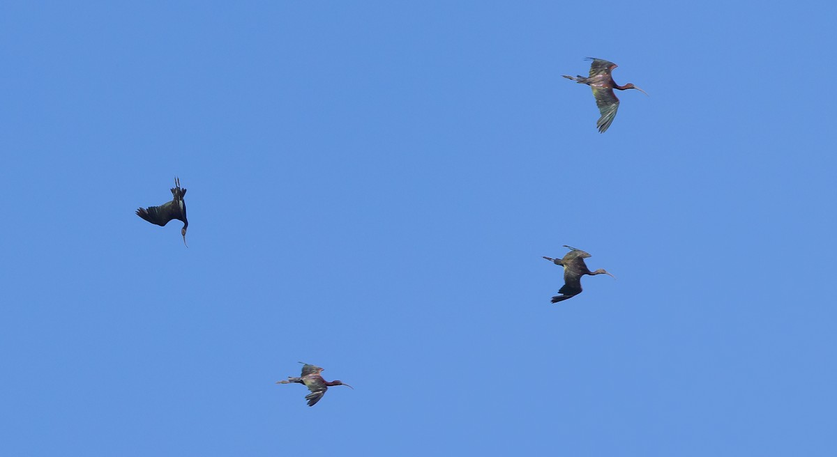 Glossy Ibis - ML458397261