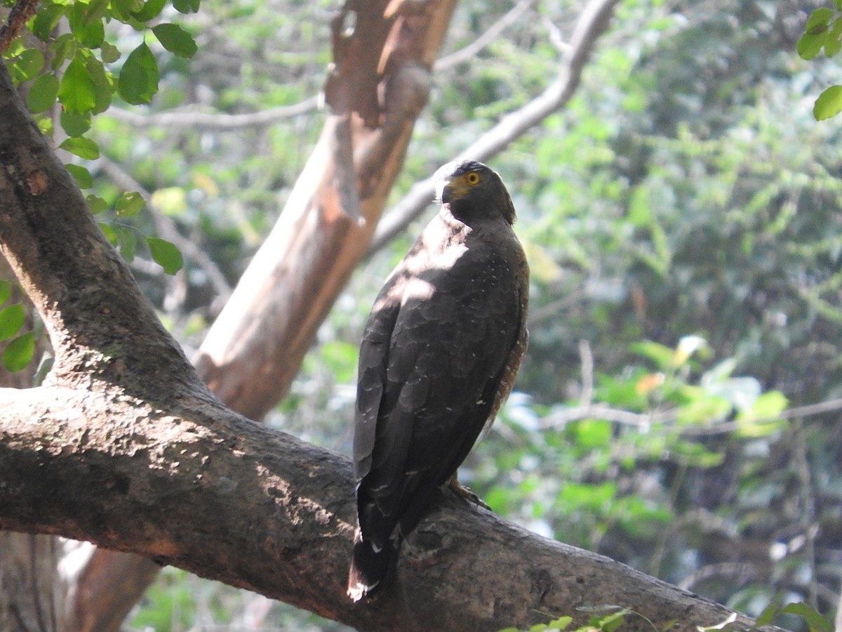 Crested Serpent-Eagle - namassivayan lakshmanan