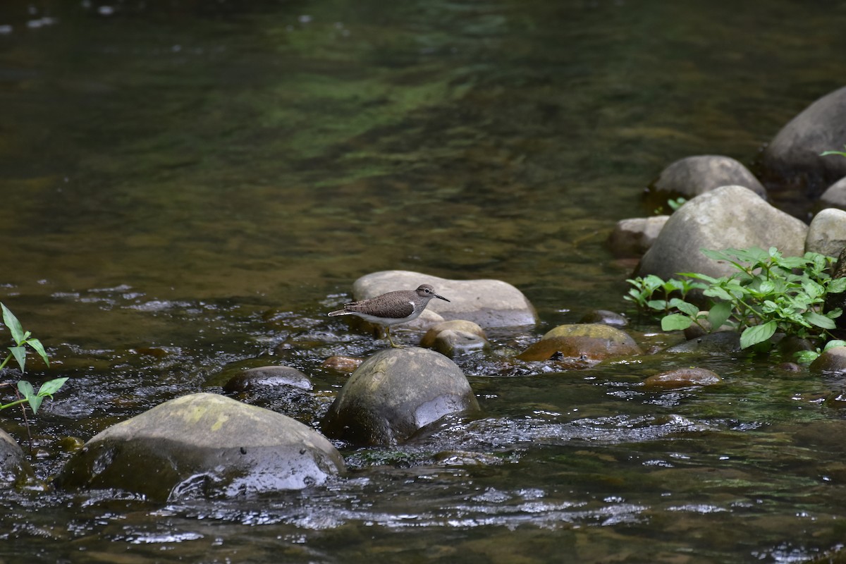 Common Sandpiper - ML458397451