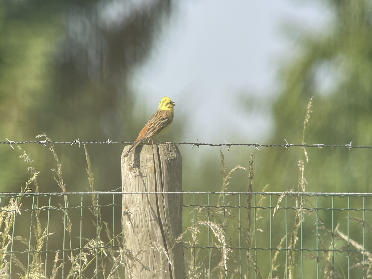 Yellowhammer - ML458397601
