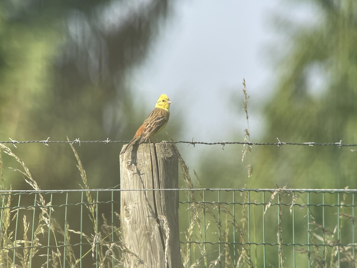 Yellowhammer - ML458397611
