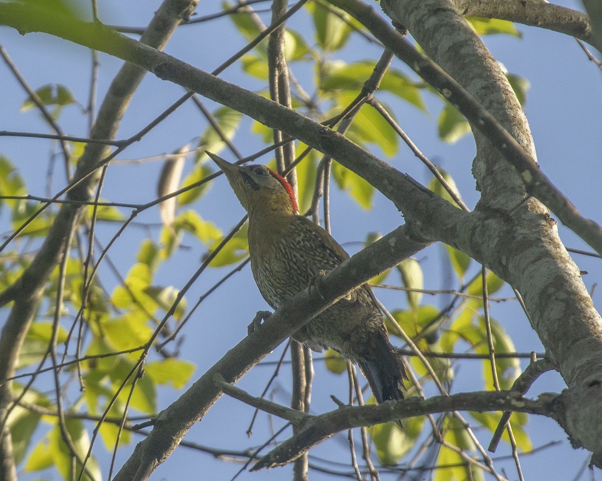 Laced Woodpecker - ML458399941