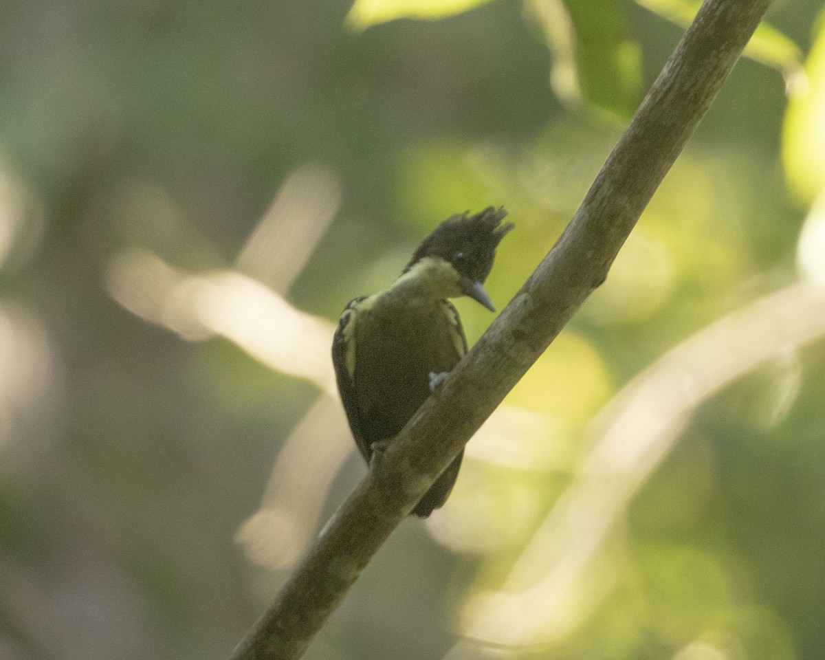 Heart-spotted Woodpecker - ML458400681