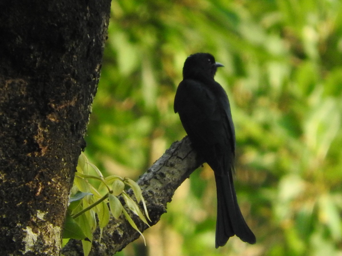 Fork-tailed Drongo-Cuckoo - ML45840141