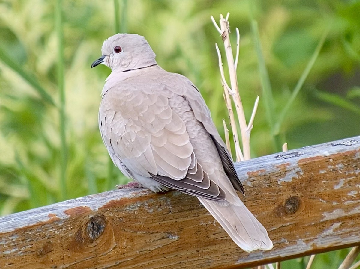 Eurasian Collared-Dove - Detlef Buettner