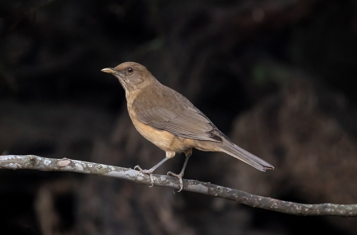 Clay-colored Thrush - ML458402131