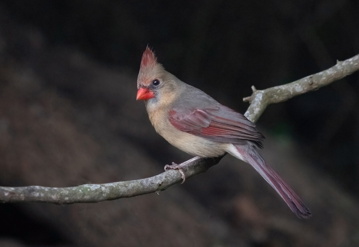 Northern Cardinal - ML458402381