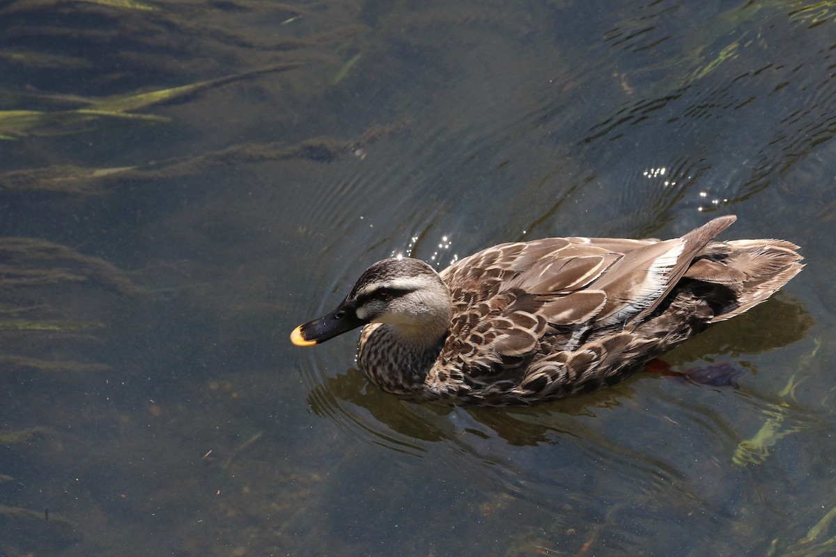 Eastern Spot-billed Duck - ML458403021