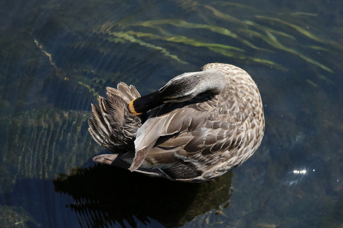 Eastern Spot-billed Duck - ML458403031