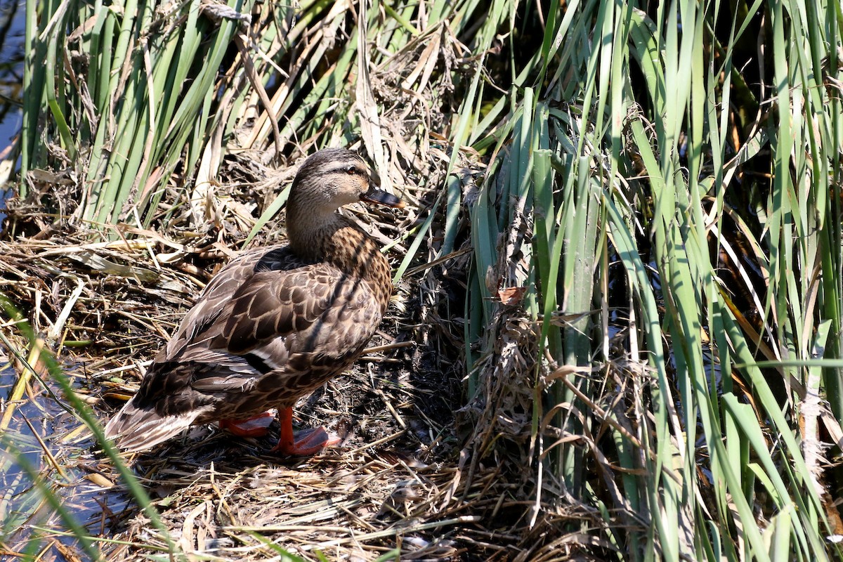 Mallard x Eastern Spot-billed Duck (hybrid) - ML458403041