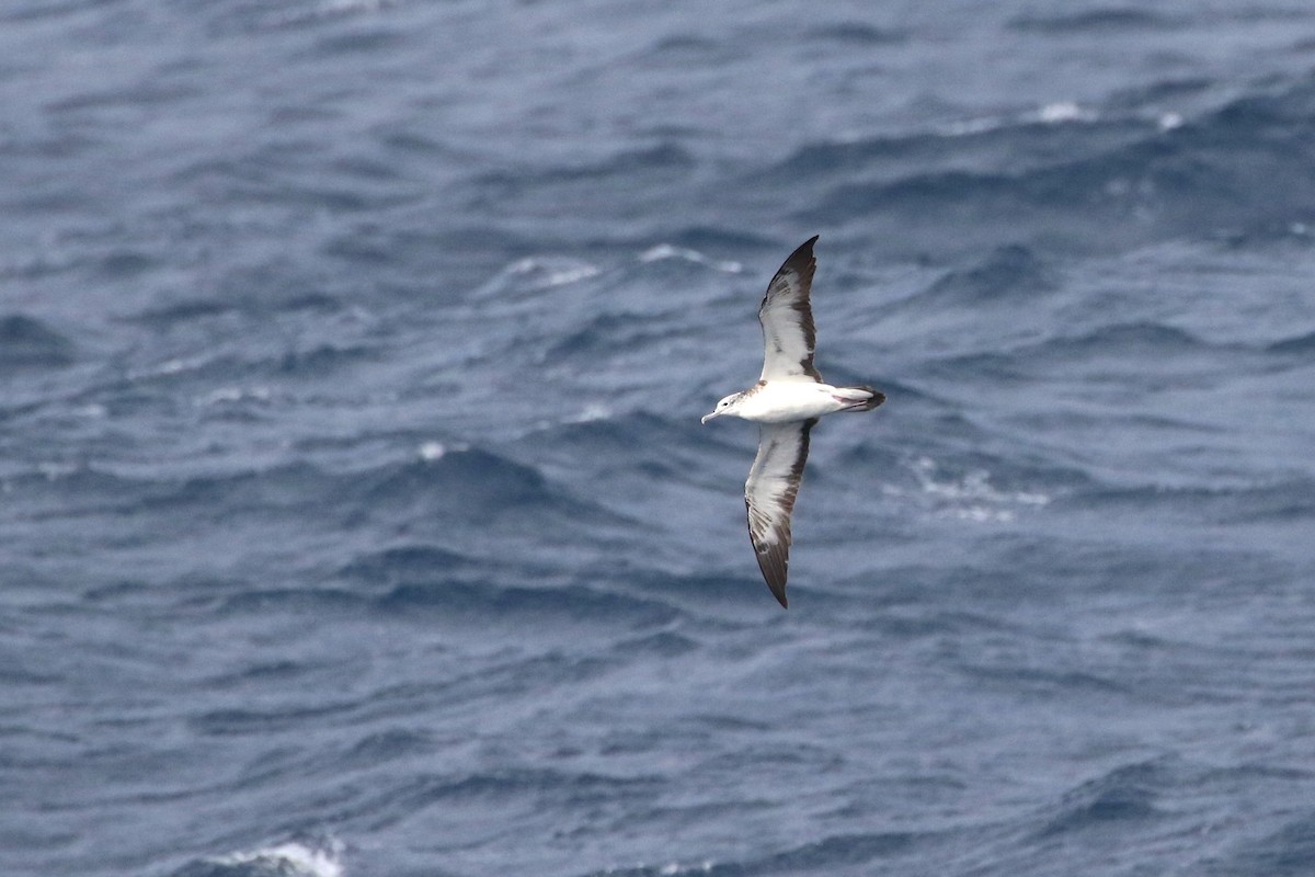 Streaked Shearwater - Atsushi Shimazaki