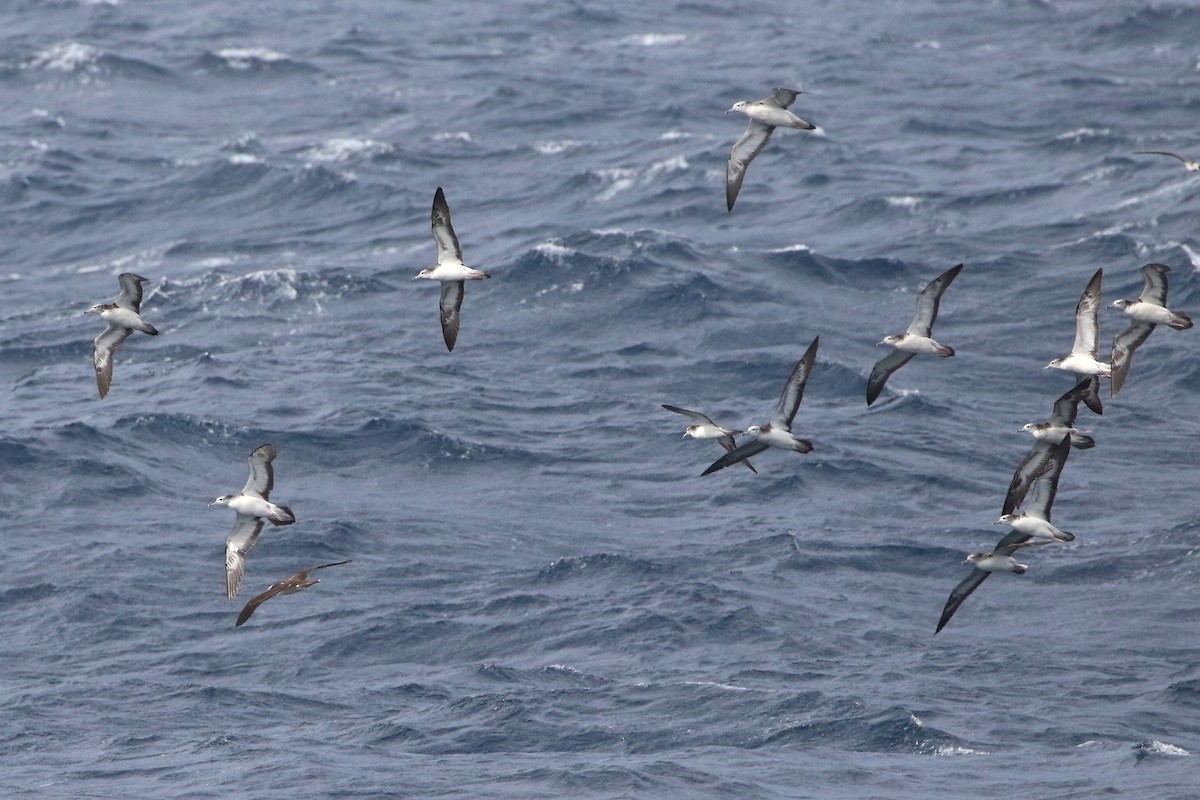 Streaked Shearwater - Atsushi Shimazaki