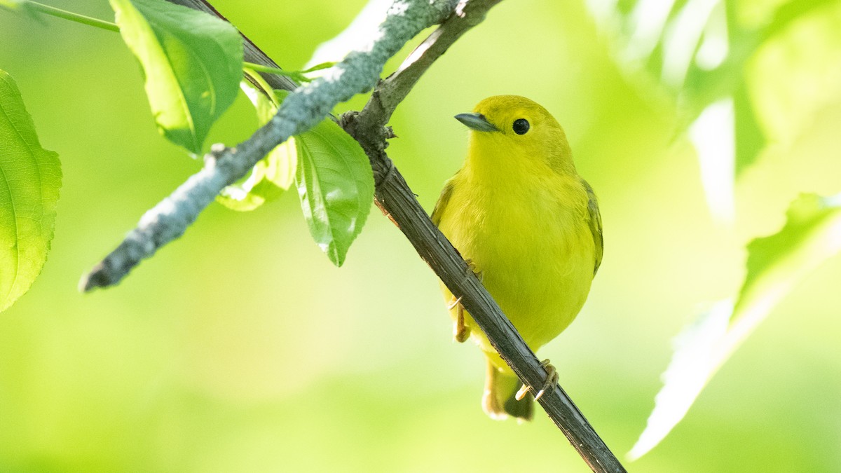 Yellow Warbler - John Killiany