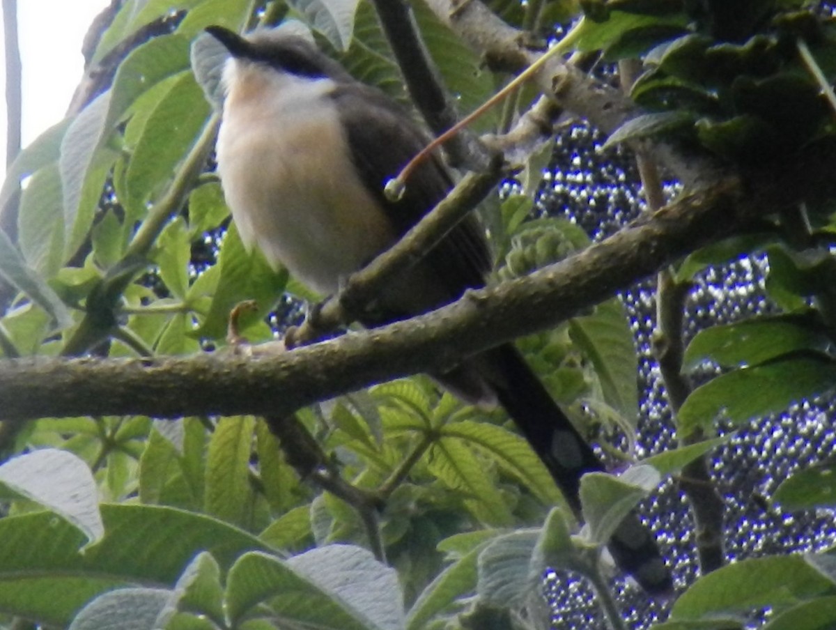 Dark-billed Cuckoo - ML458404401