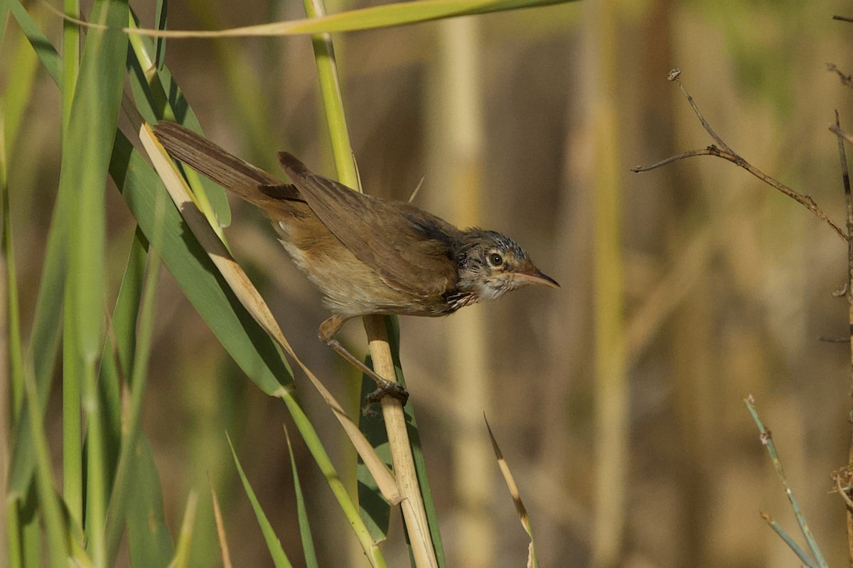 Clamorous Reed Warbler - ML458405211