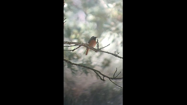 Common Redstart - ML458406461