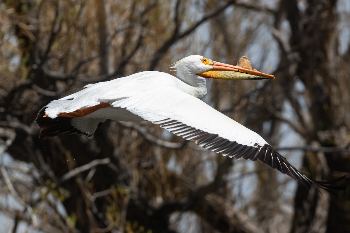 American White Pelican - ML458406851