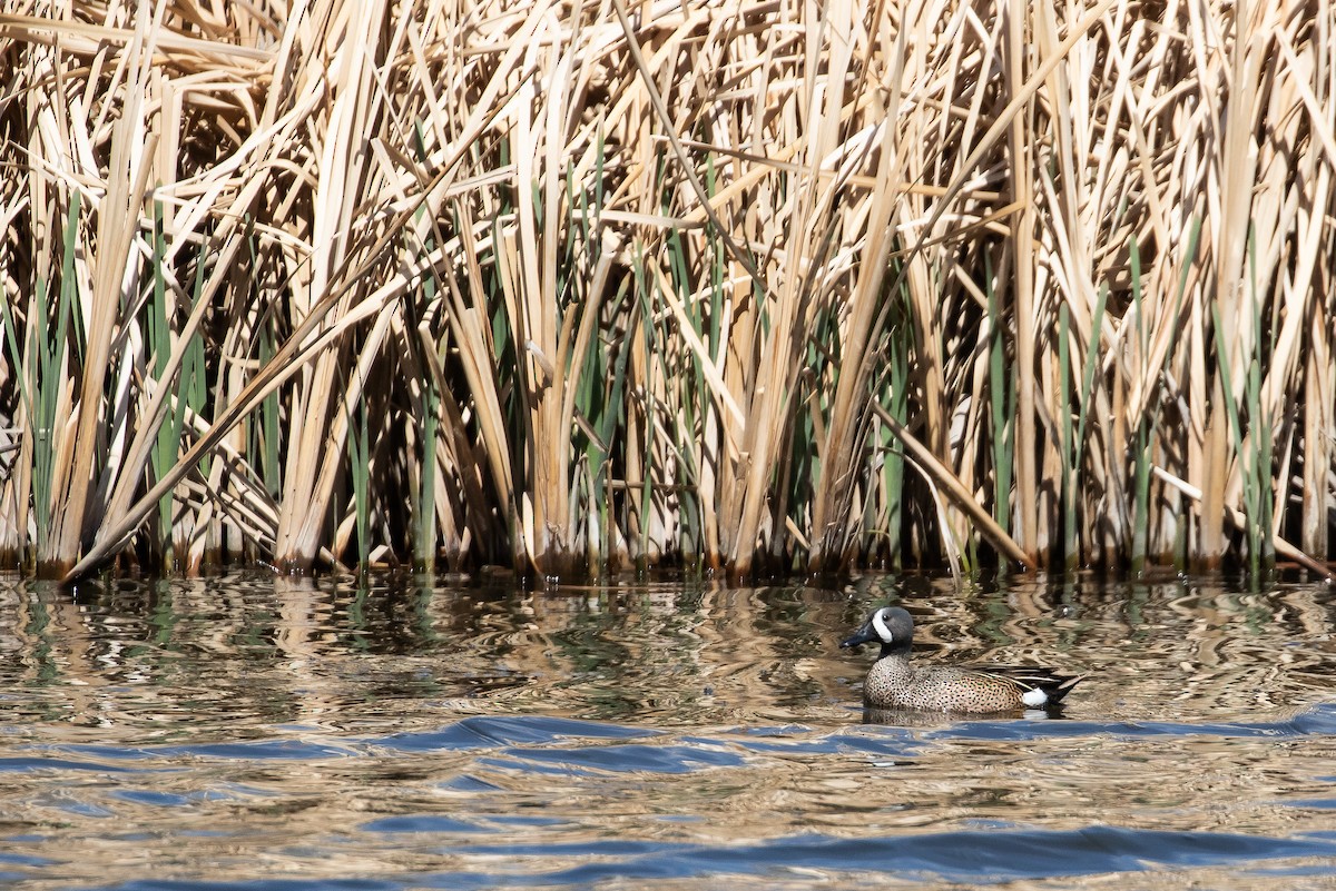 Blue-winged Teal - ML458407271