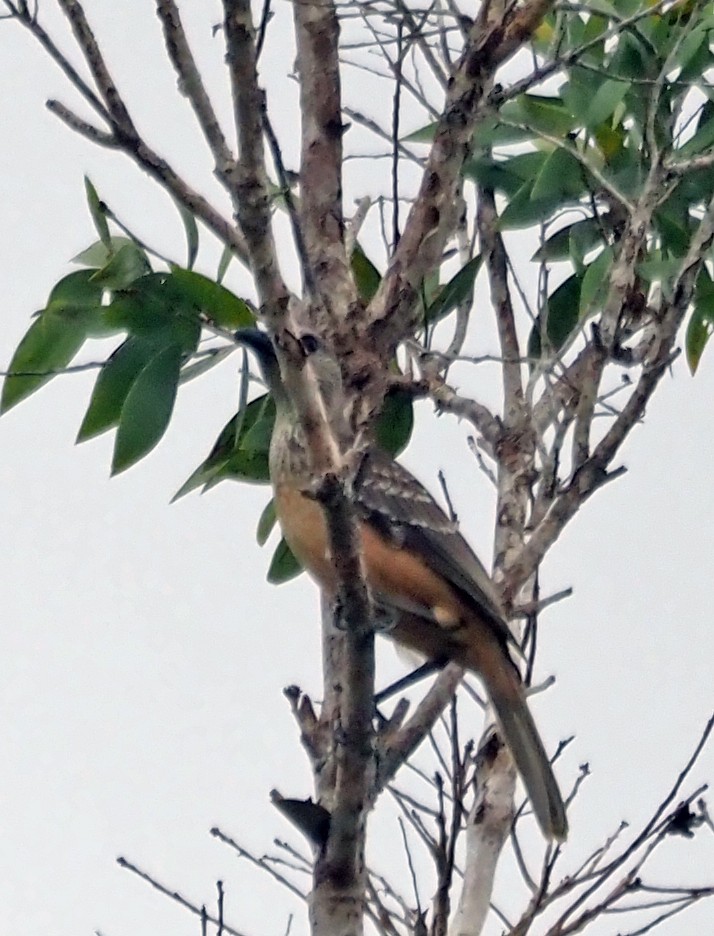 Fawn-breasted Bowerbird - Steve Law