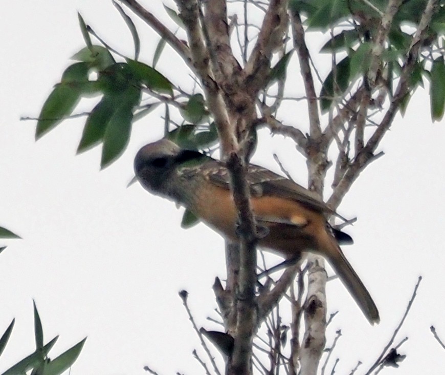 Fawn-breasted Bowerbird - Steve Law