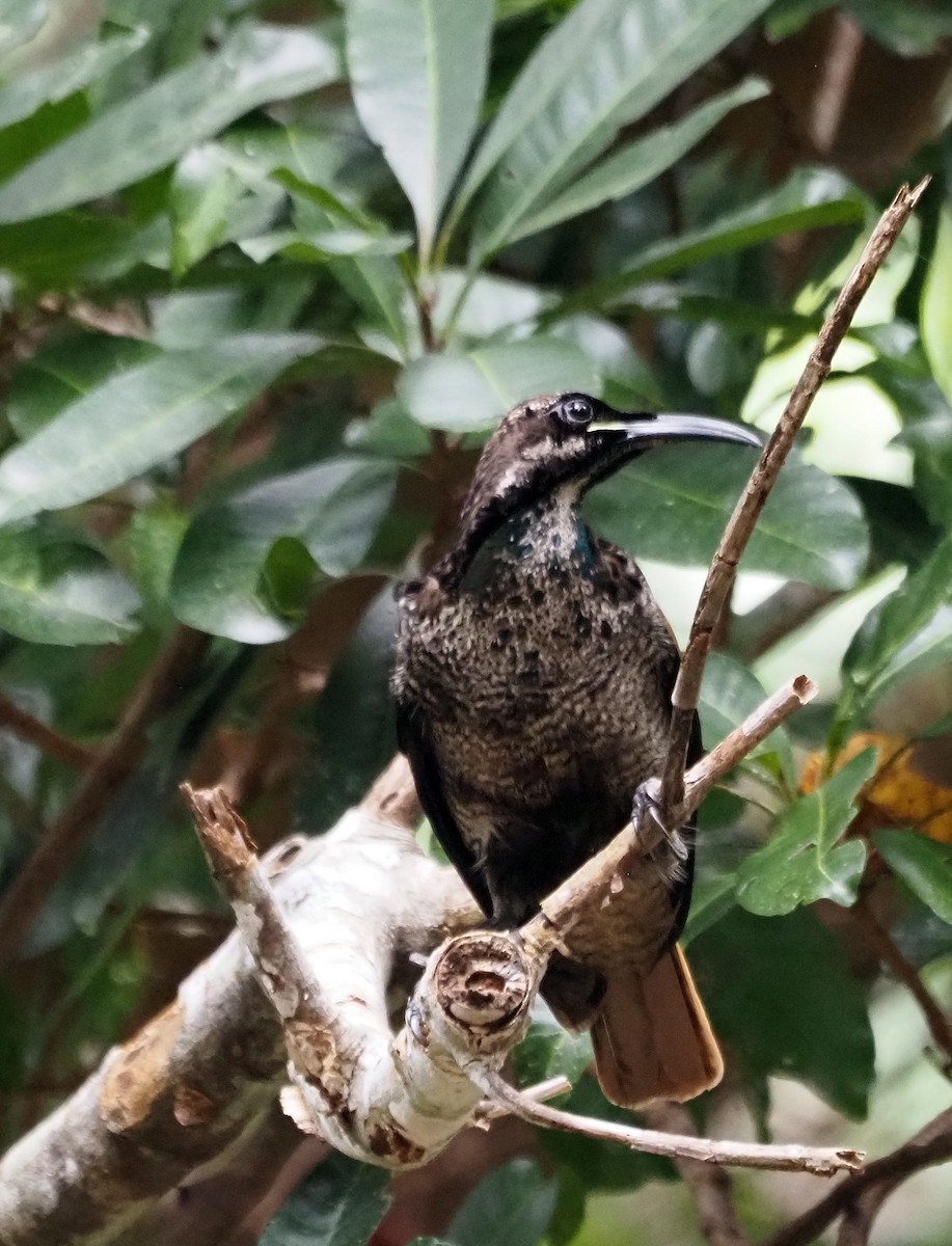 Magnificent Riflebird - Steve Law