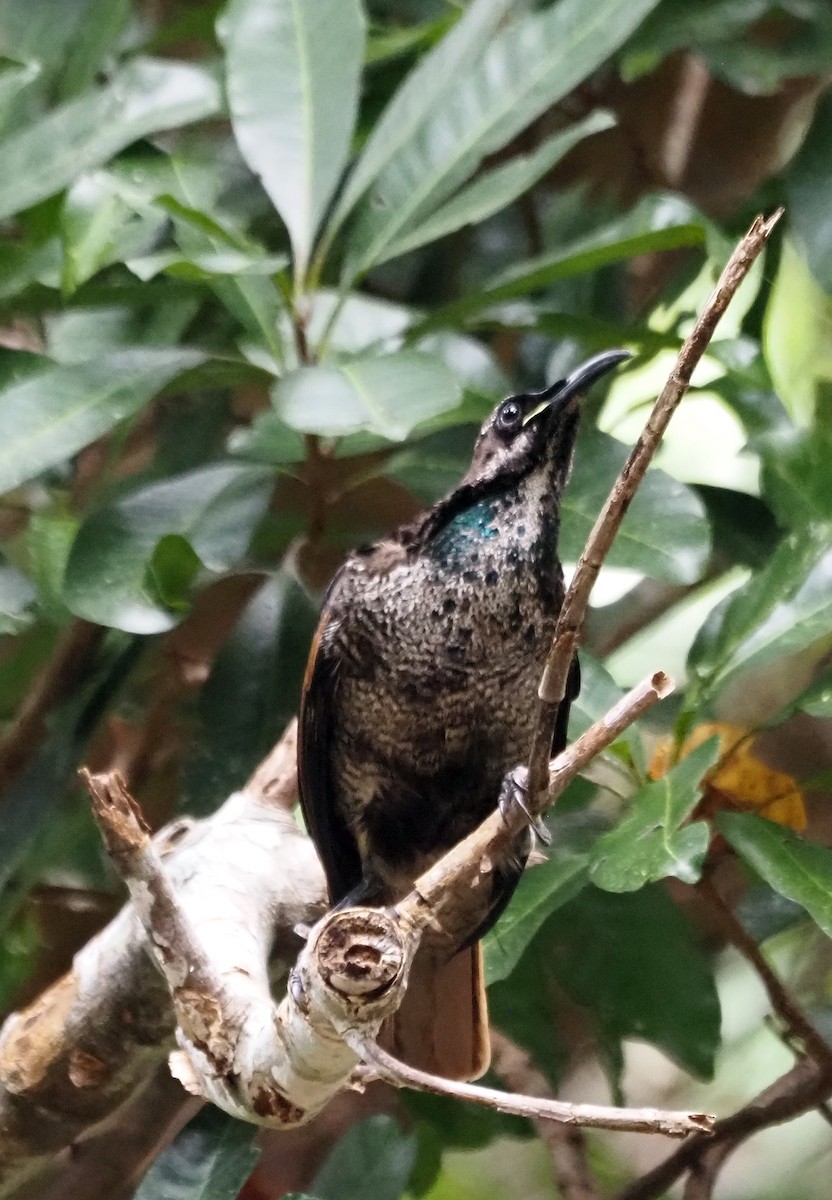 Magnificent Riflebird - ML458409321