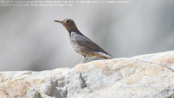 Blue Rock-Thrush - ML45840941