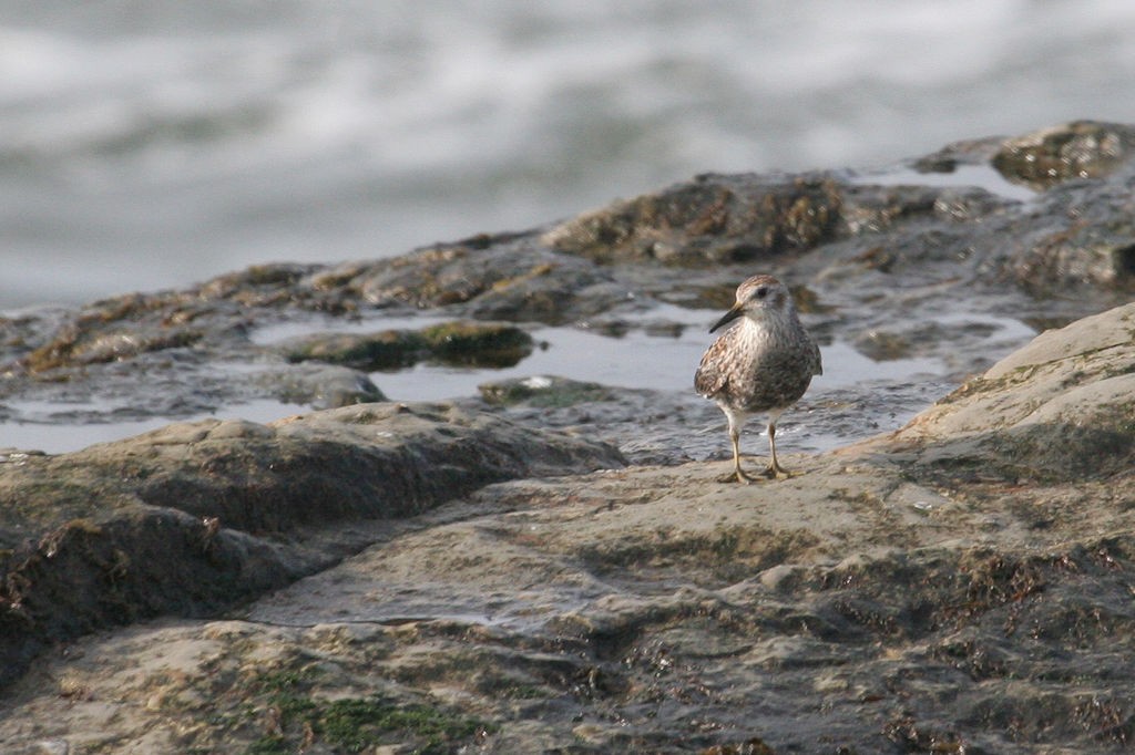 Rock Sandpiper - ML45840971