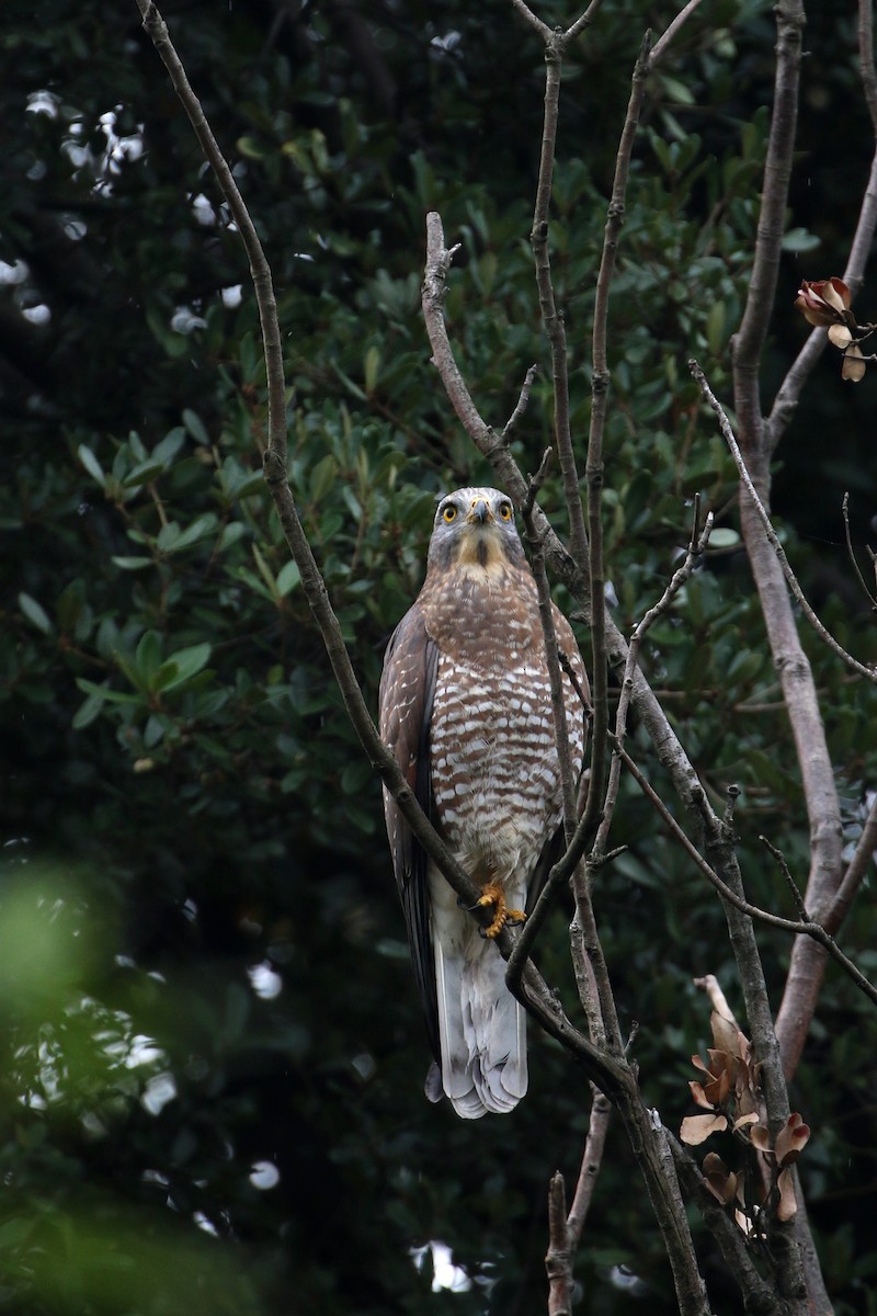 Gray-faced Buzzard - ML458410421