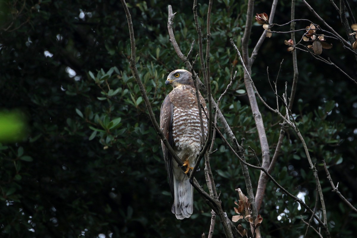 Gray-faced Buzzard - ML458410441